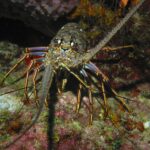 lobster mini-season in South Florida