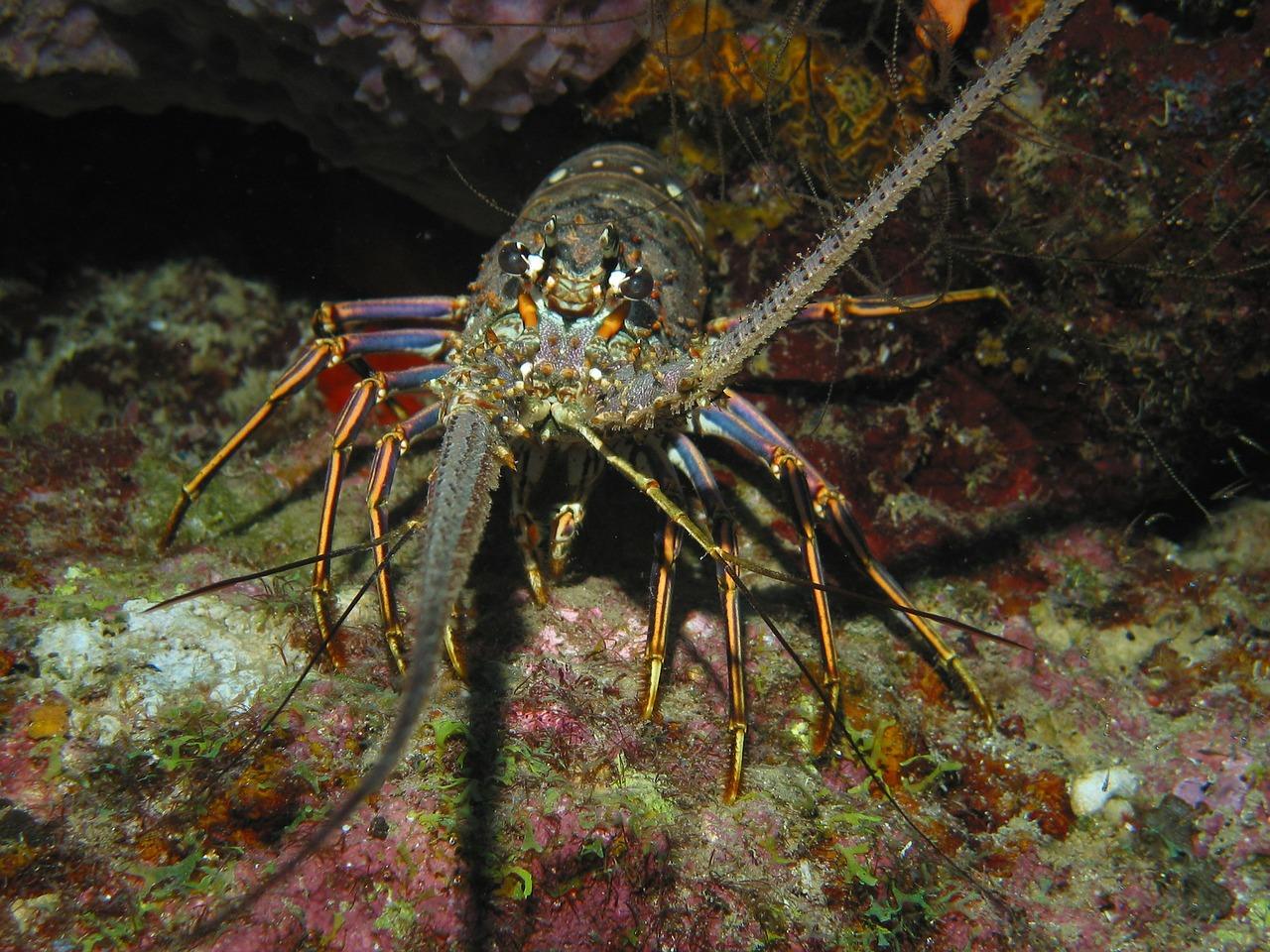 lobster mini-season in South Florida